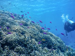 Bunaken Playlist: Diving and a fundamental question